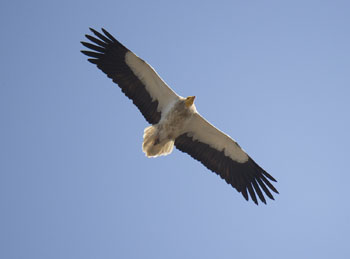 vulture